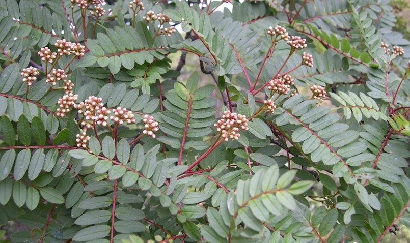 Sorbus harrowiana seed